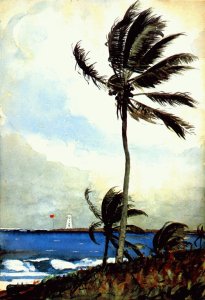 Palm Tree, Nassau