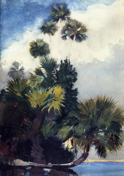 Palm Trees, Florida