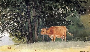 Cow in Pasture